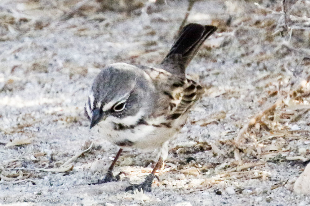 Sagesparrow-30.jpg