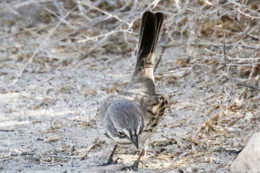 Sagesparrow-31.jpg