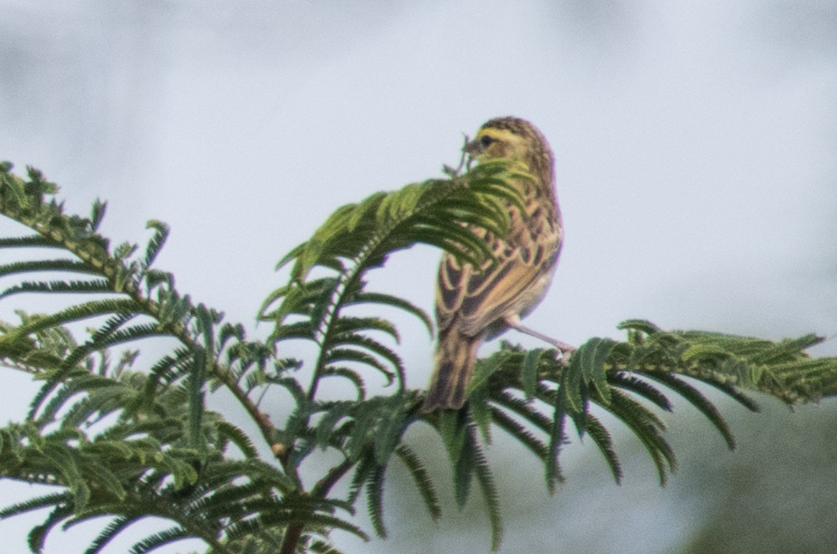 zimbabwe-birds