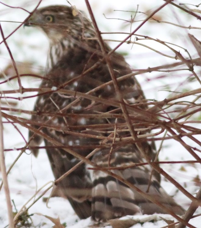 Hawk Northern Goshawk tail.jpg