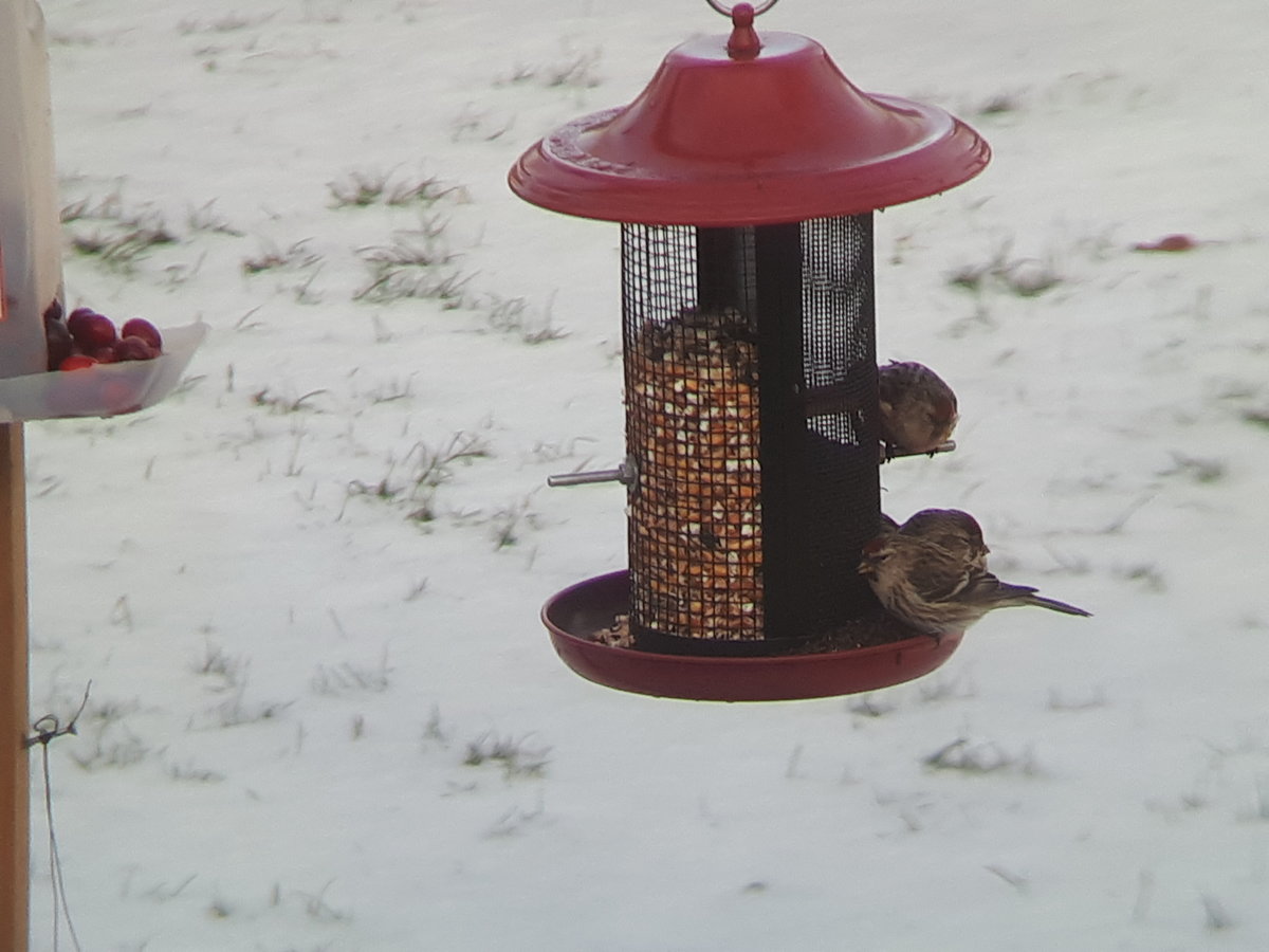 Redpolls at Ottawa Feeder Help Me Identify a North American Bird