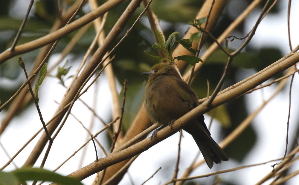 Unknown brown bird Tobago_K1A5096.jpg