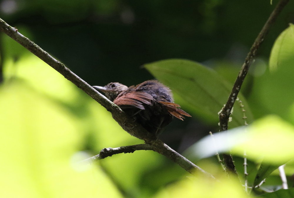 Unknown brown bird Tobago-second.jpg