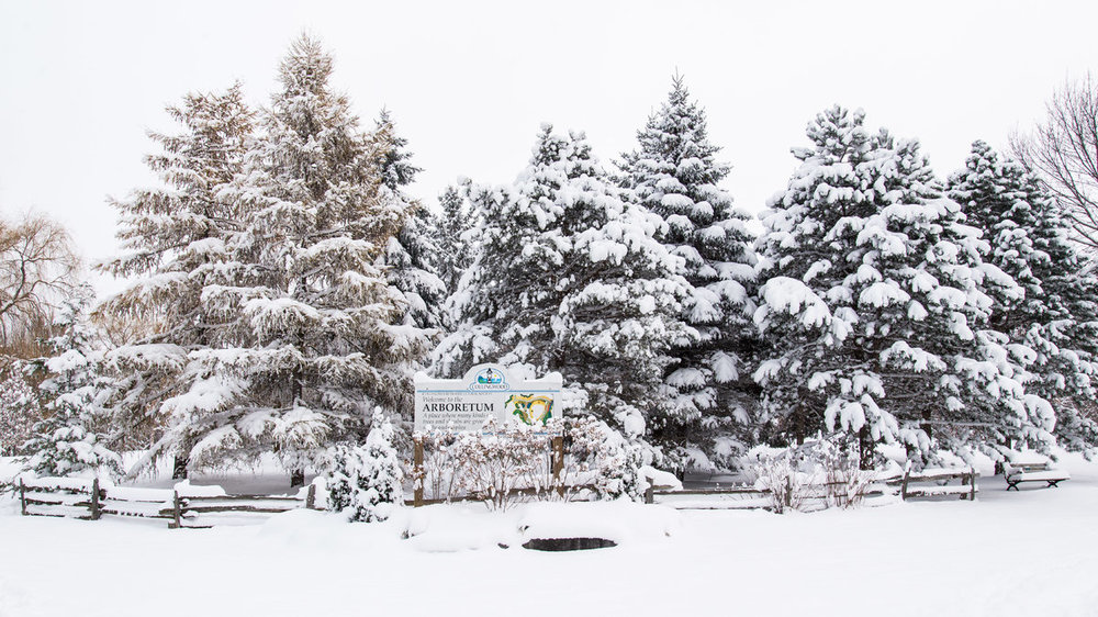 Arboretum Wintery Day-3018.jpg
