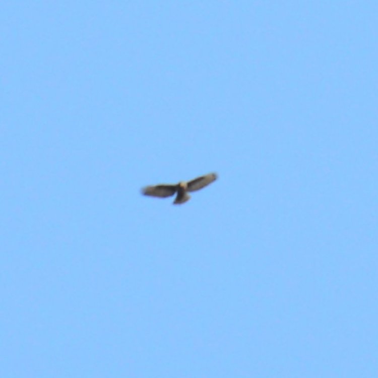 DSC_3722_crop.JPG