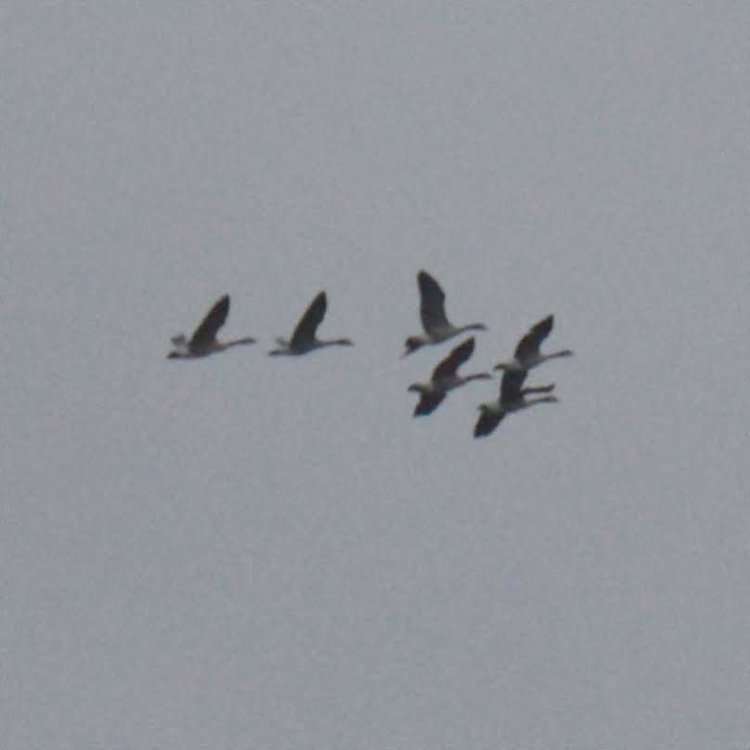 DSC_6951_crop.JPG