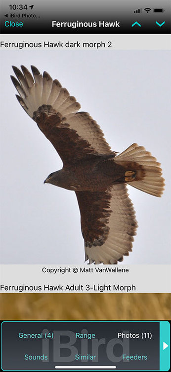 Ferruginous-Hawk-Adult-Flight-Dark-Morph.jpg