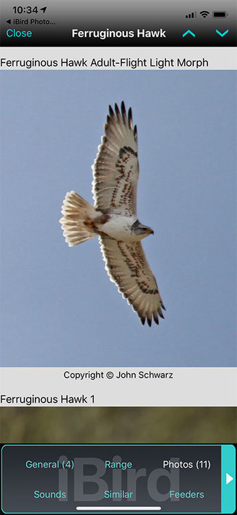 Ferruginous-Hawk-Adult-Flight-Light-Morph.jpg