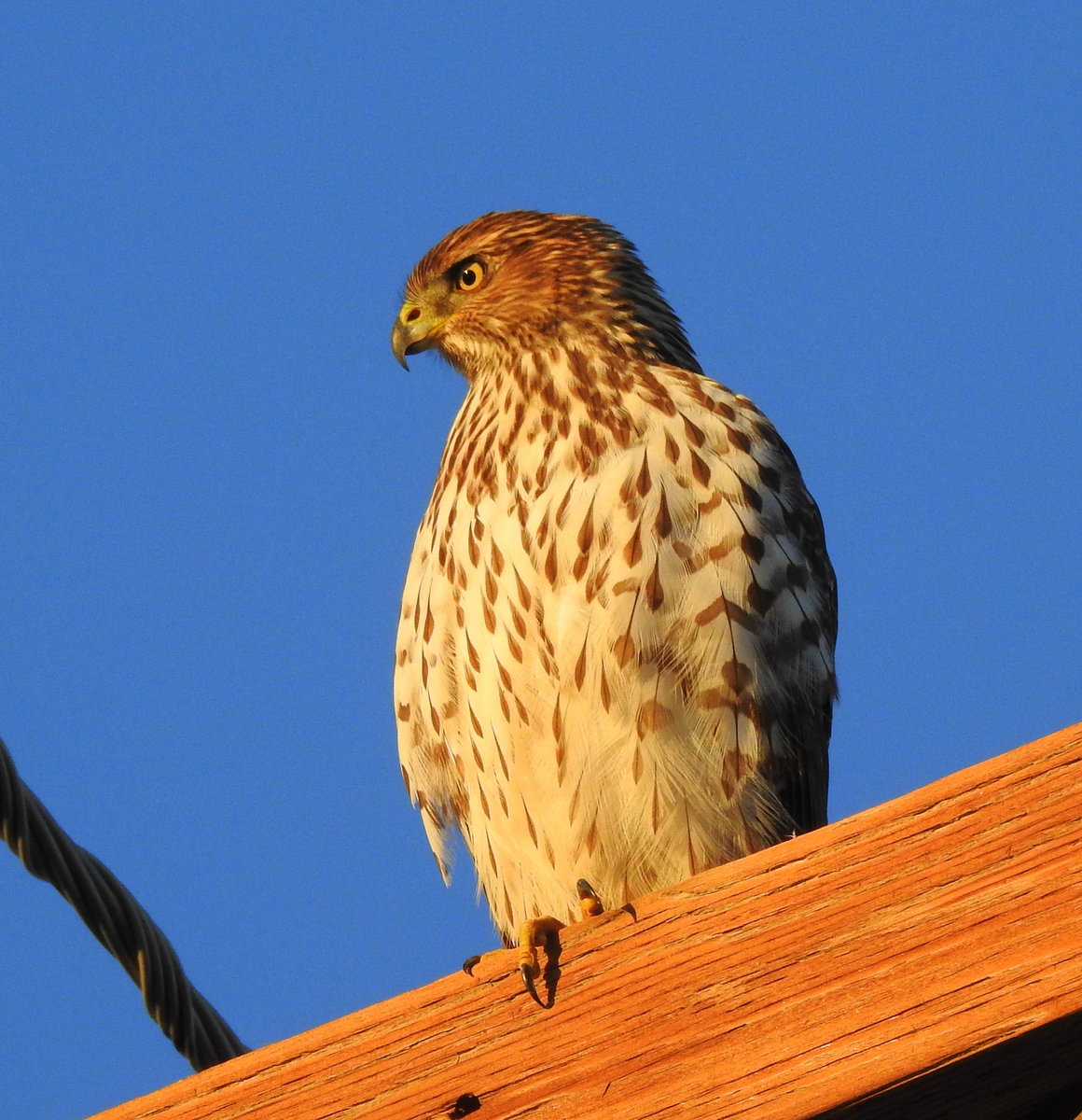 Kestral? - Help Me Identify a North American Bird - Whatbird Community