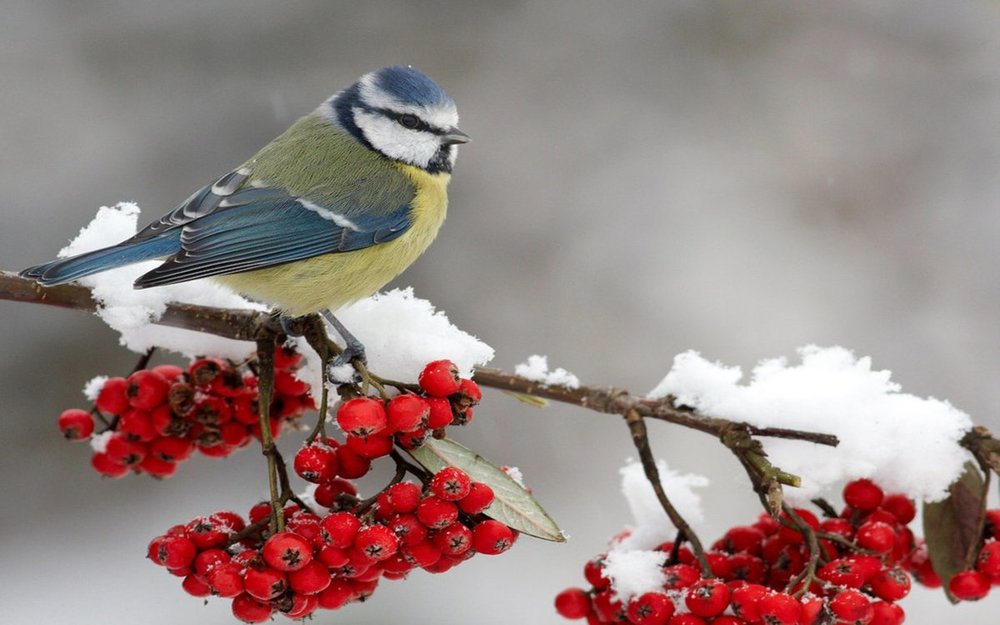Winter-Bird-2560x1600.jpg