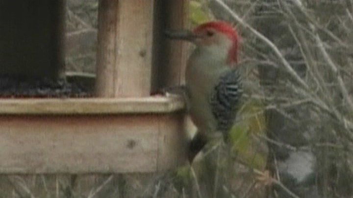 Male Red Bellied Woodpecker At Feeder 4.JPG