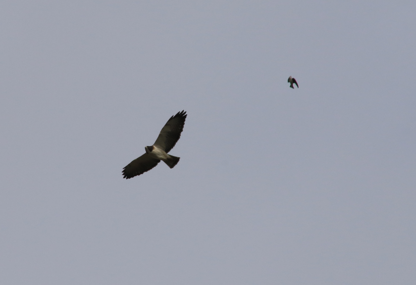 9 - Hawks and Falcons - Short-tailed Hawk being chased- 20181210 - Everglades NP FL - 0279.PNG