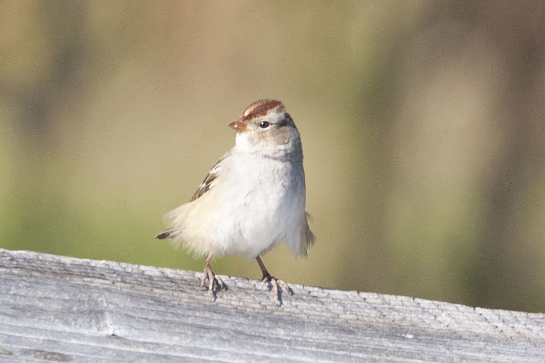 Sparrow ID Sparrow ID IMG_8807.jpg
