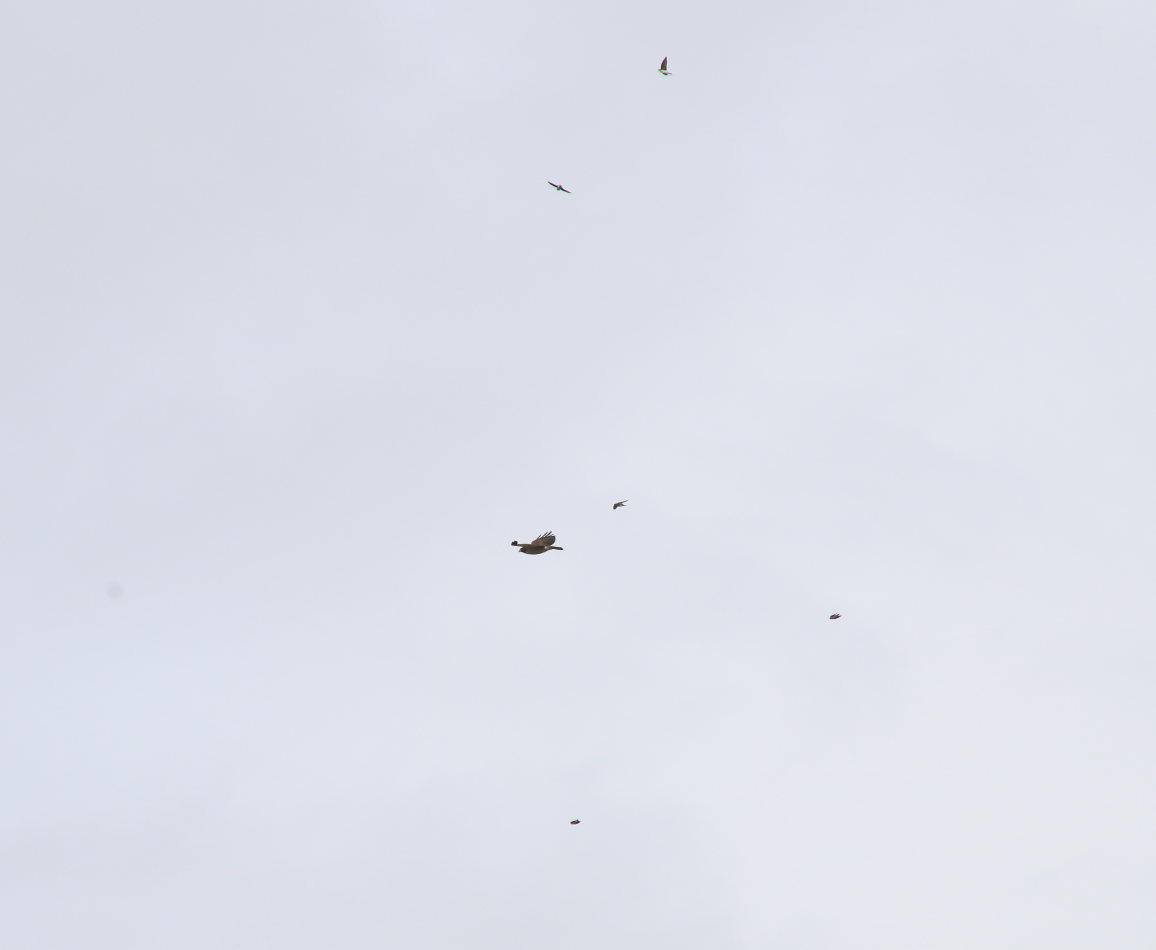 9 - Hawks and Falcons - Short-tailed Hawk being chased- 20181210 - Everglades NP FL - 0292.PNG