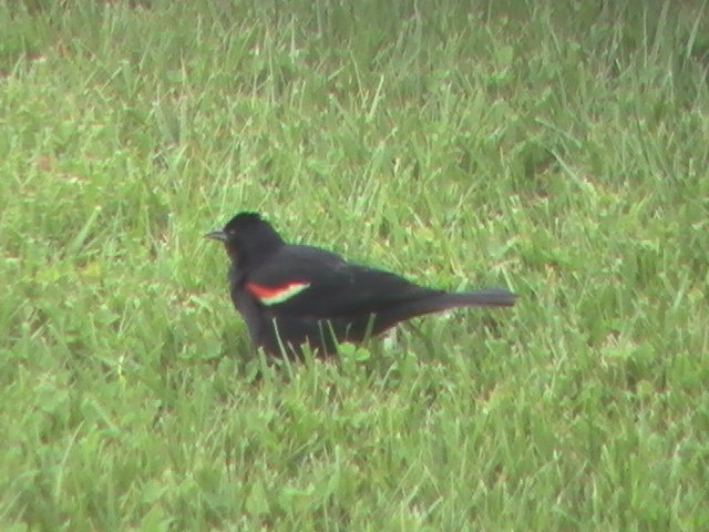 Redwinged Blackbird.JPG