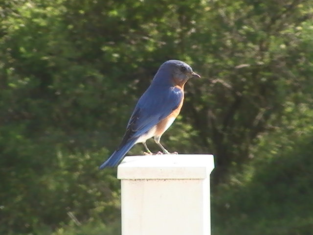 Bluebird.JPG