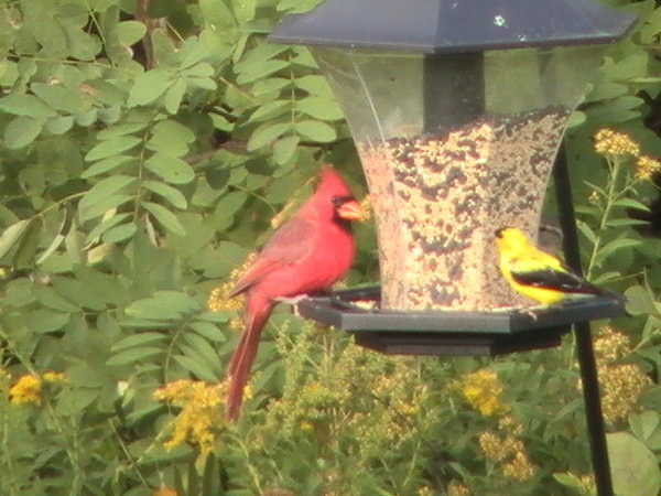 Cardinal and Finch.JPG