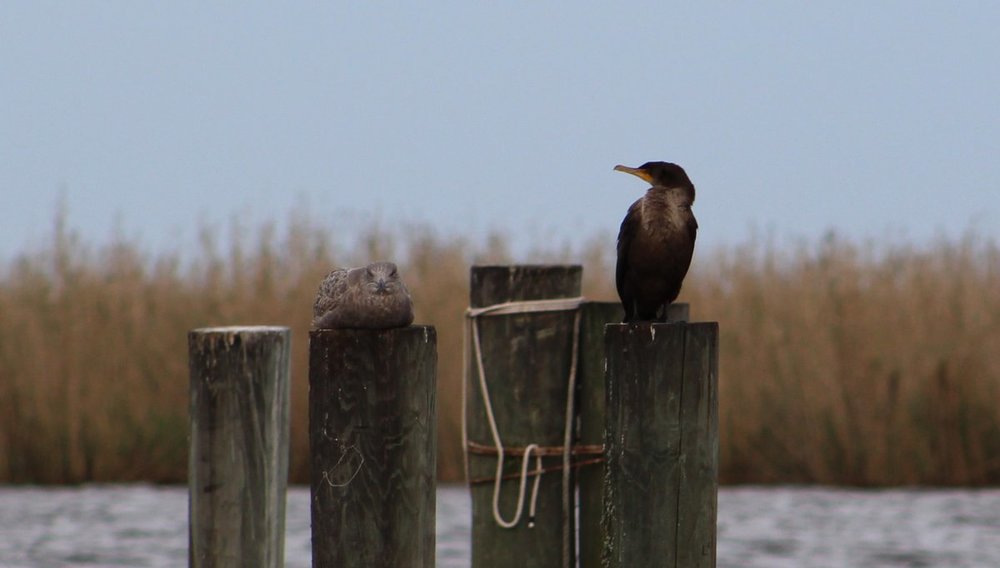 Double-crested Cormorant - Mystery.JPG