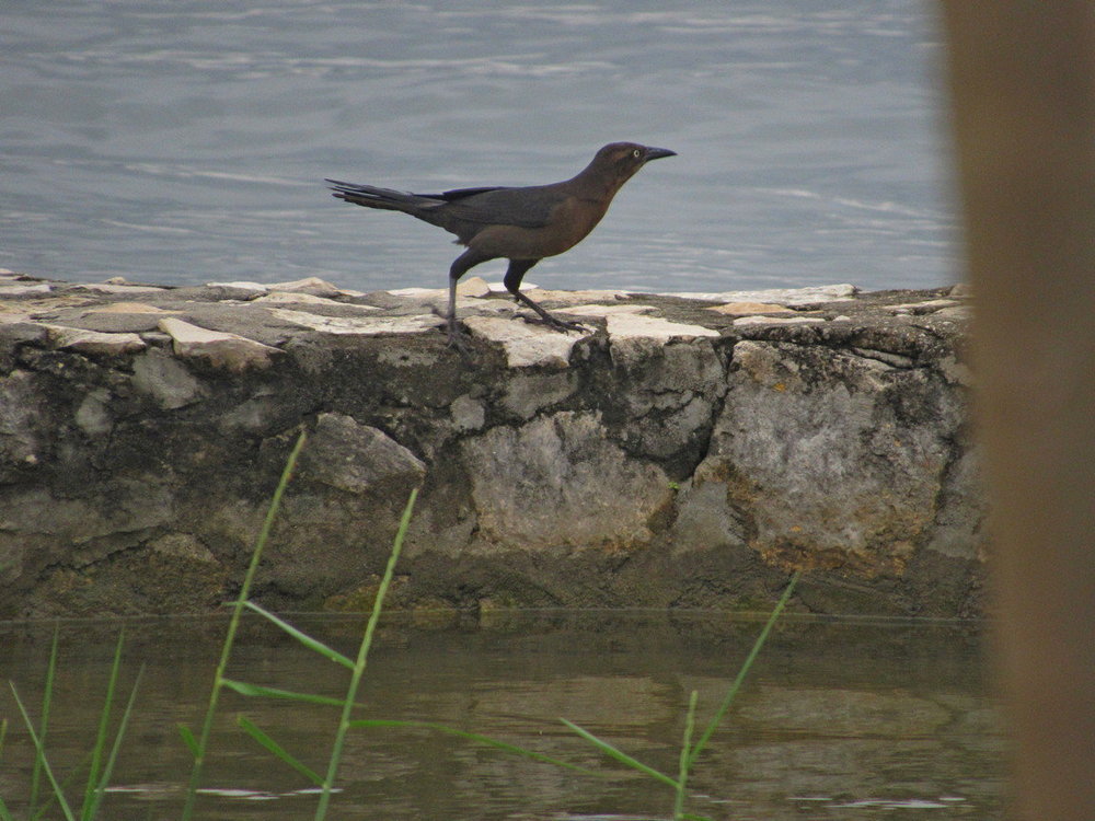Great-Tailed Grackle small.JPG