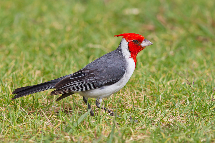 Red-crested Cardinal Stock.jpg