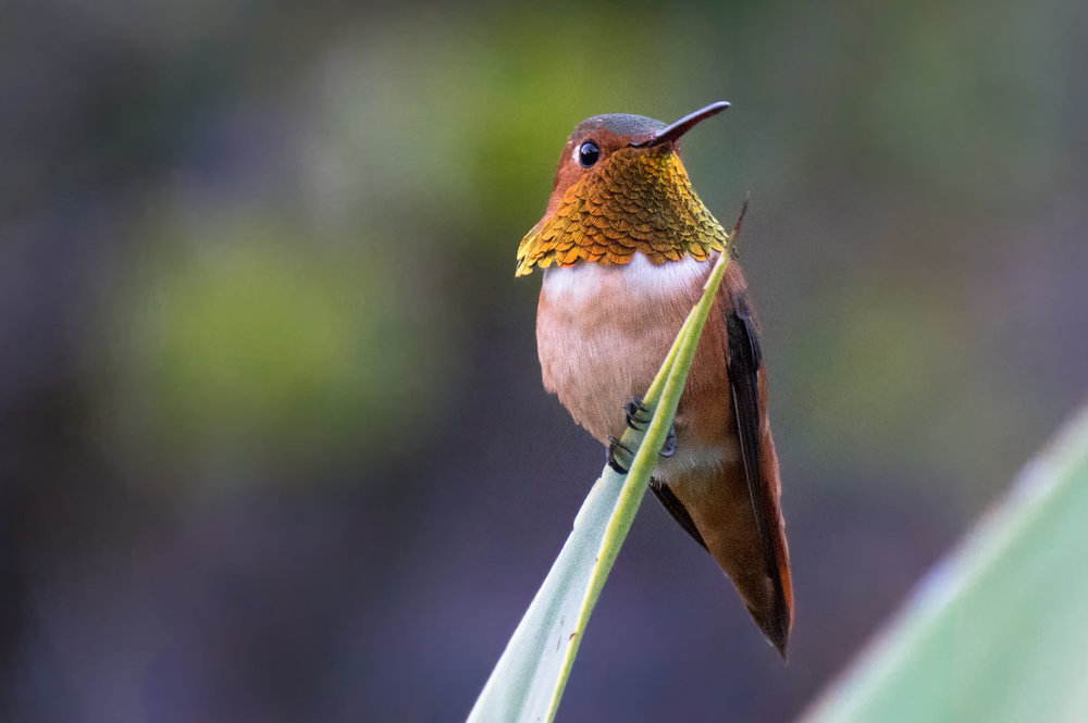 allen's hummingbird 100-Edit.jpg