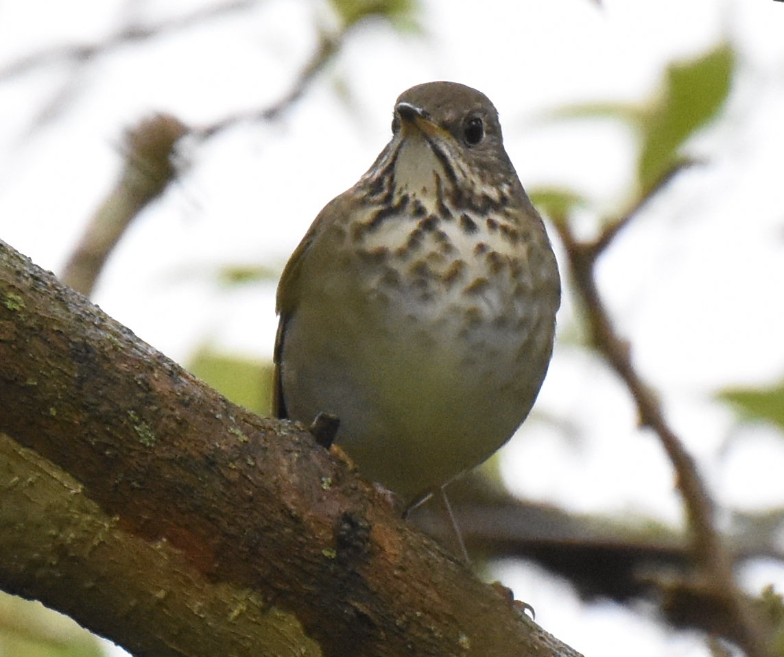 Gray cheeked or Swainson's thrush? Indiana - Help Me Identify a North