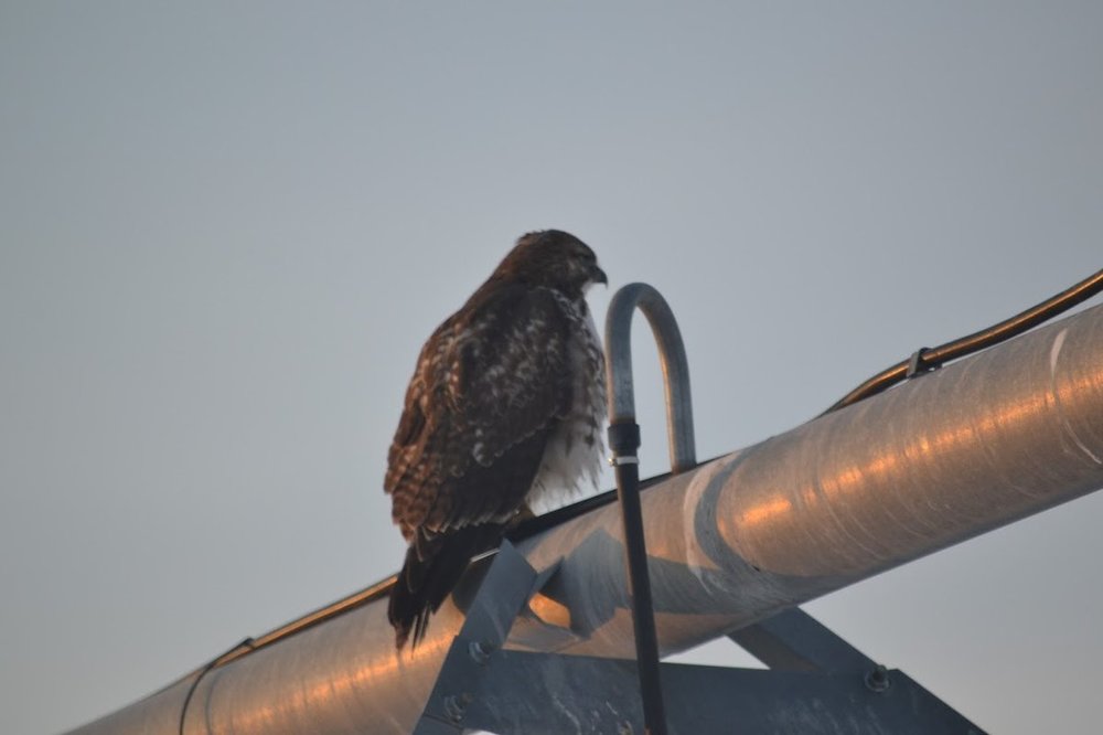 Hawk_0271.thumb.JPG.86e514e364afe3e12a11c573d827a8b0.JPG