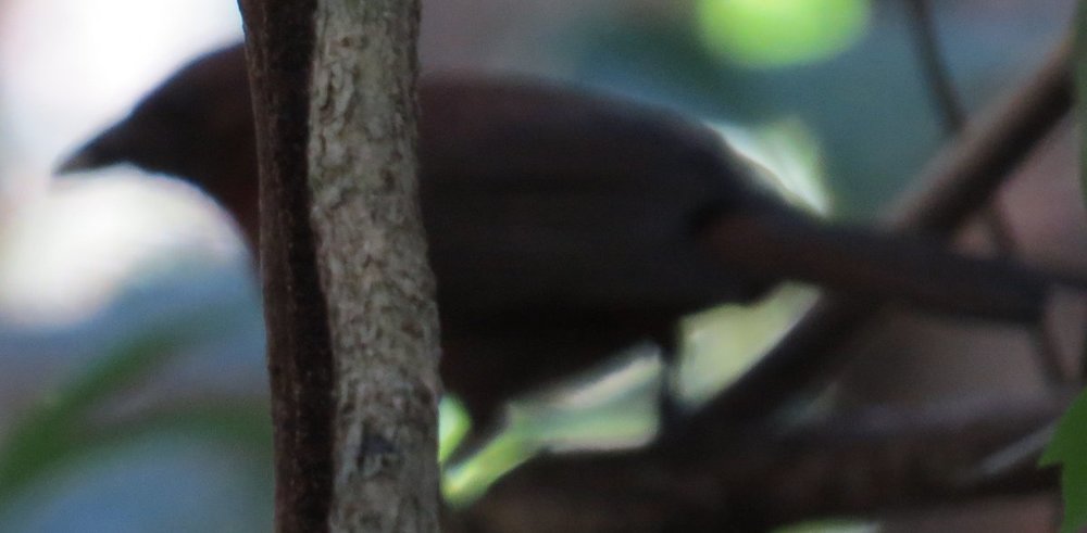 IMG_9378CROPPED.thumb.jpg.786f7ad490258221013215e8dba03c54.jpg