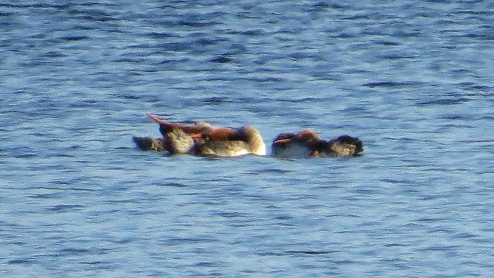 mergansers.thumb.jpg.fdefeb03a14822321d734e425e7ac808.jpg