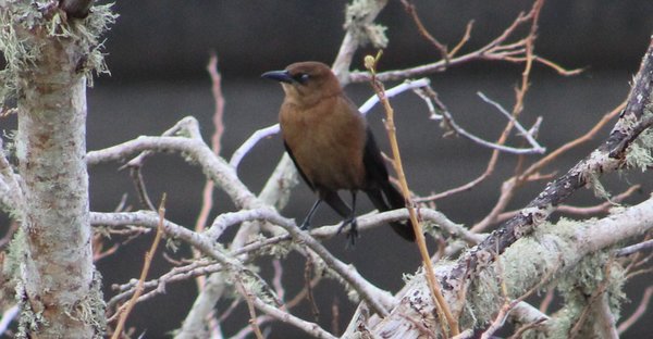 Boat-tailed Grackle F 02.JPG