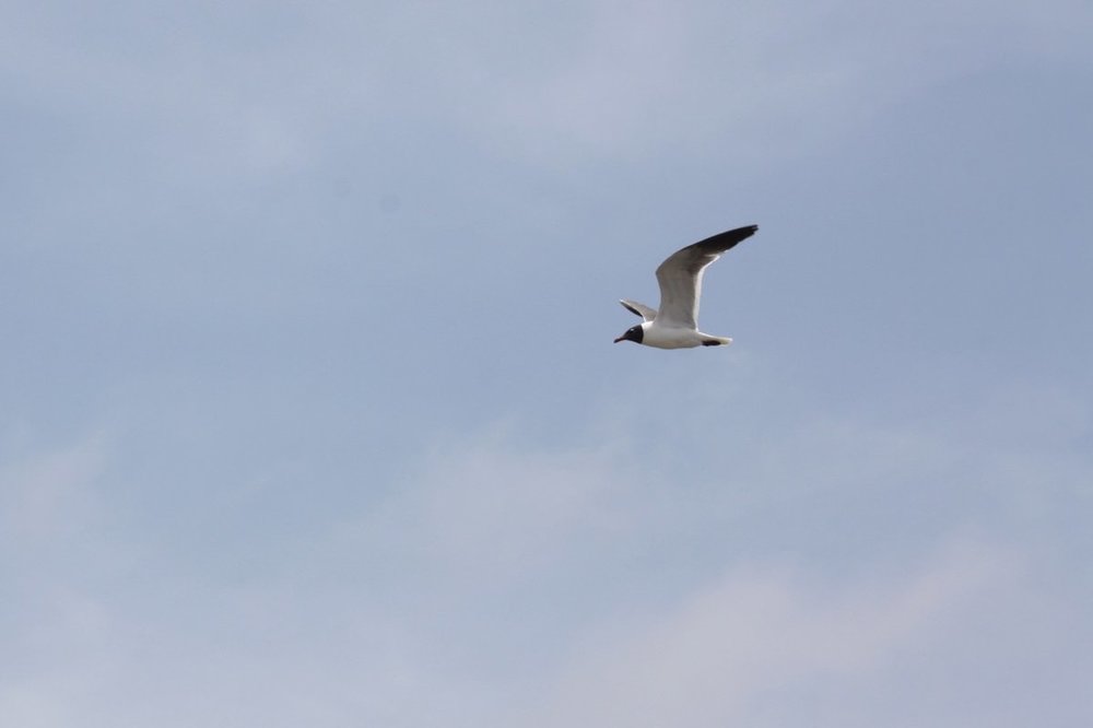 Random Seagull.jpg