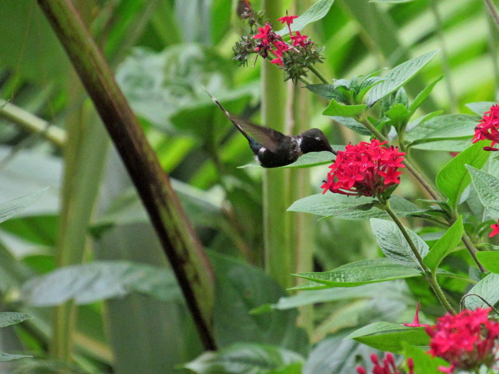 1194395860_Sparkling-TailedHummingbird3.thumb.JPG.81808538bf67205831962ab72fcfaa37.JPG