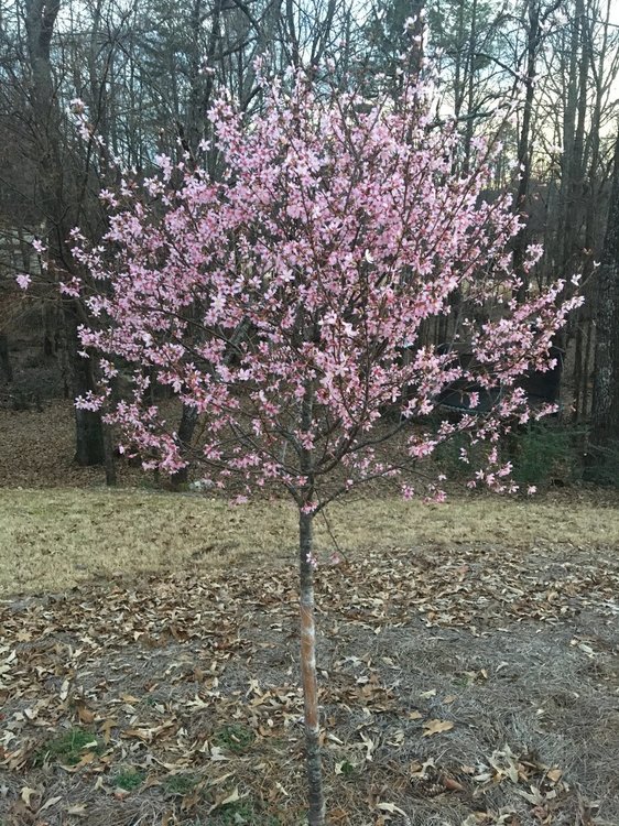 2019-02-07 17.31.05.jpg