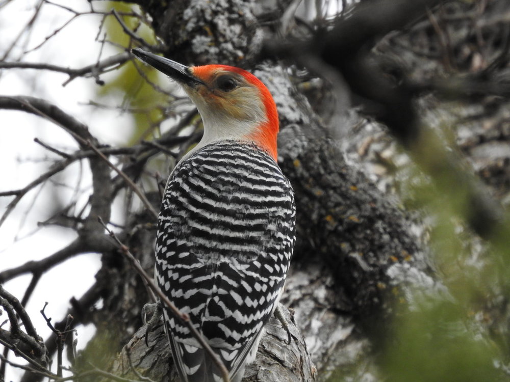 woodpecker, red bellied  (1).JPG