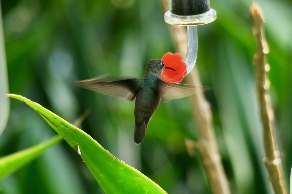 Emerald-chinned Hummingbird?.jpg