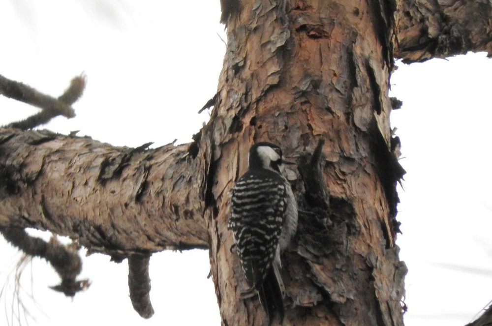 Red-cockaded Woodpecker 1.JPG