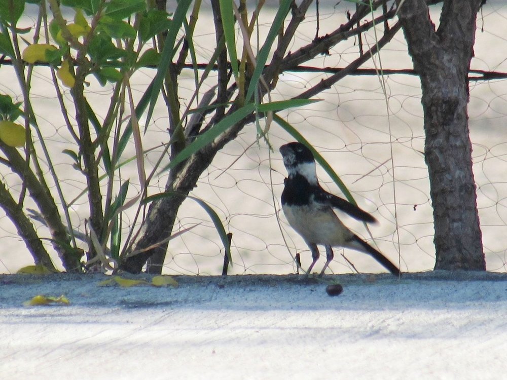 White-Collared Seedeater 3.jpg