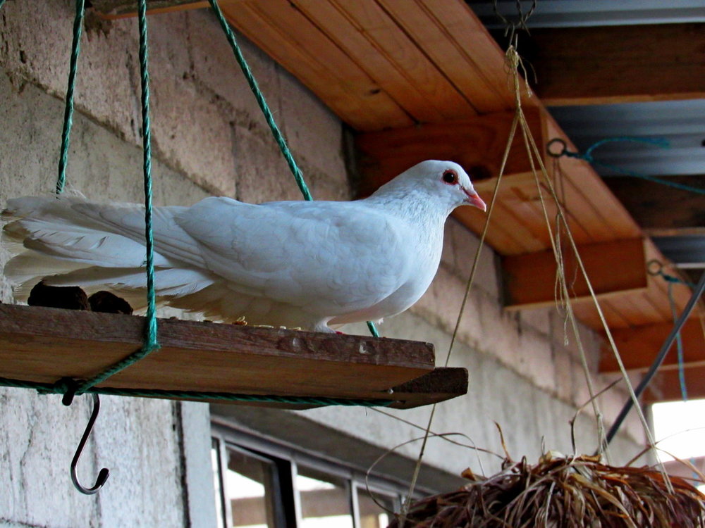 Domestic Dove maybe 1.JPG