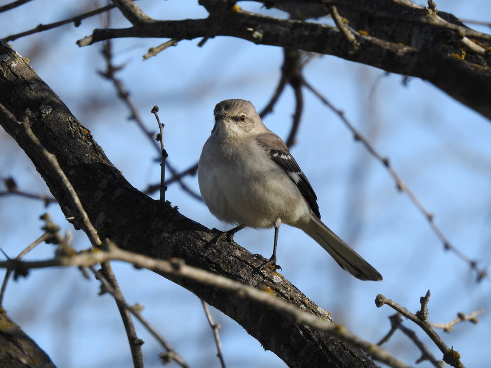 northern, mockingbird (1).JPG