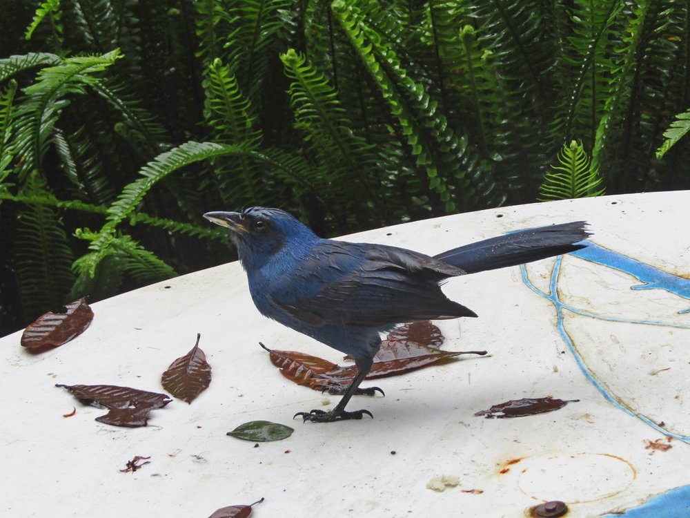 52424204_UnicolorJay2.thumb.jpg.1ad85508f5f7ddce45570a0d8c9cf46b.jpg