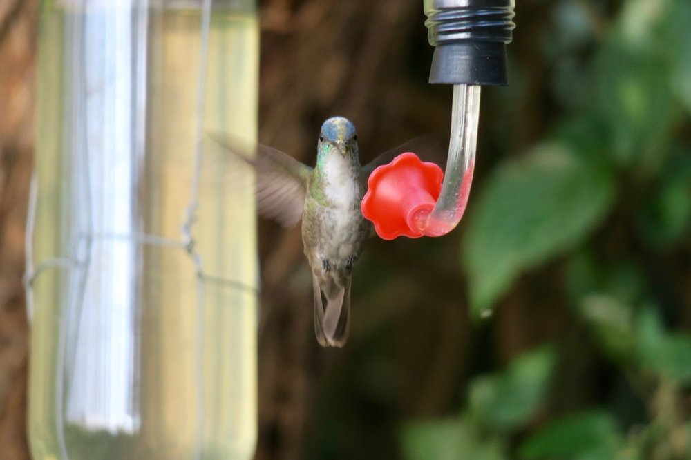 Azure-crowned Hummingbird?.jpg