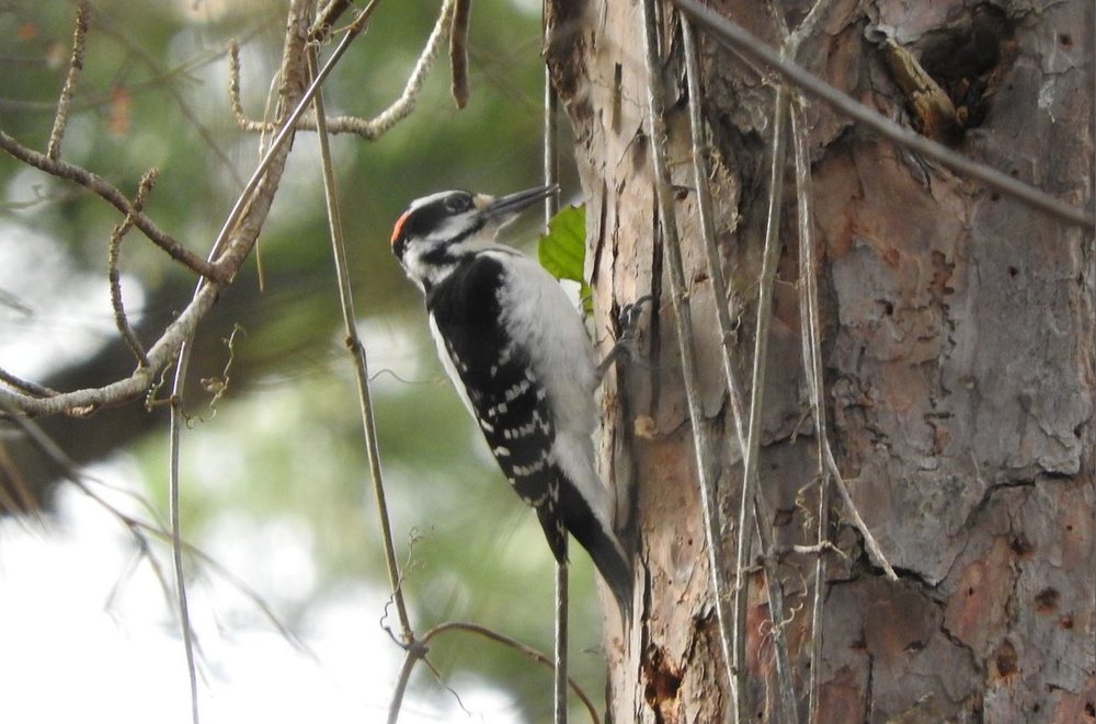 Hairy Woodpecker.JPG