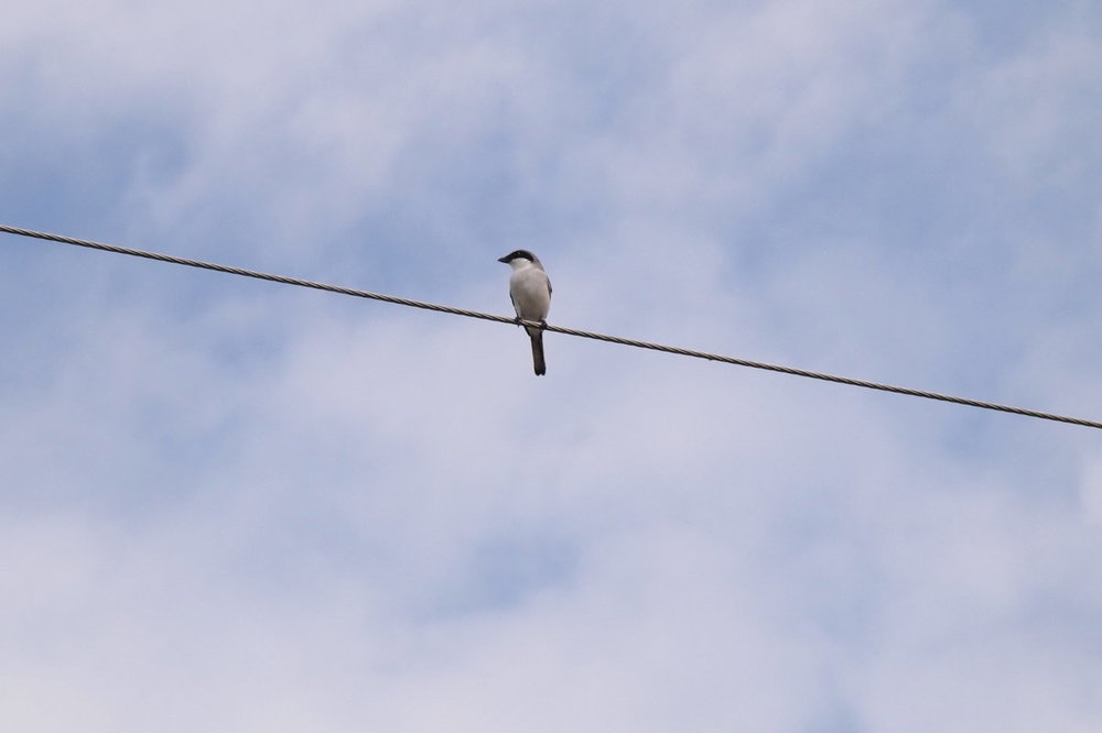 7AB275FC-6B02-4112-A227-B12B3A7F120B.thumb.jpeg.e648d0807a5cf211bf51f2cc5b4cb7ba.jpeg