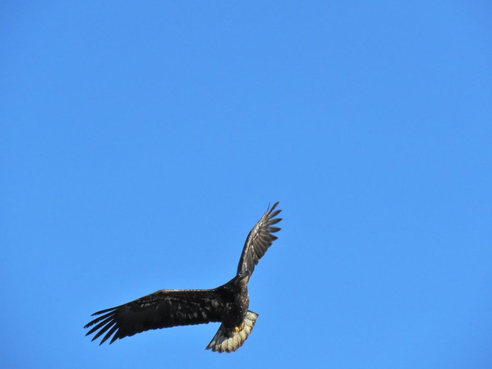 IMG_8526.JPG