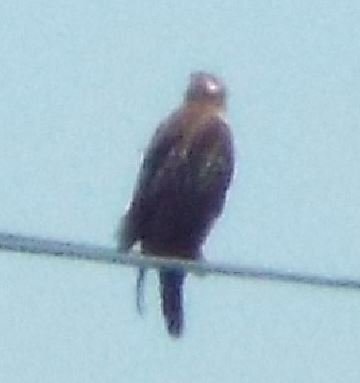 hawk.JPG.c51a1d7ee6c95c39fd920bc0cd059b58.JPG