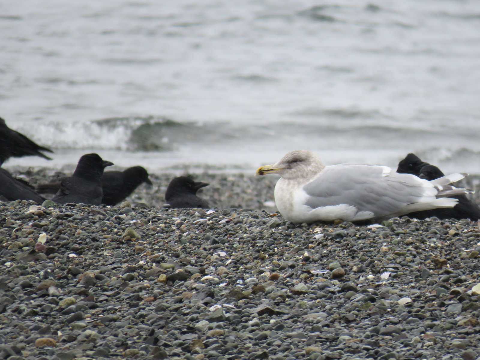 Gull with crows