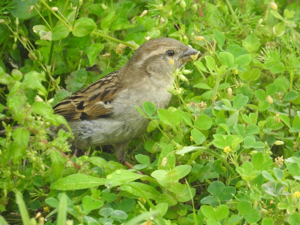Bachman's Sparrow 3-11-19 Dauphin Island, AL.JPG