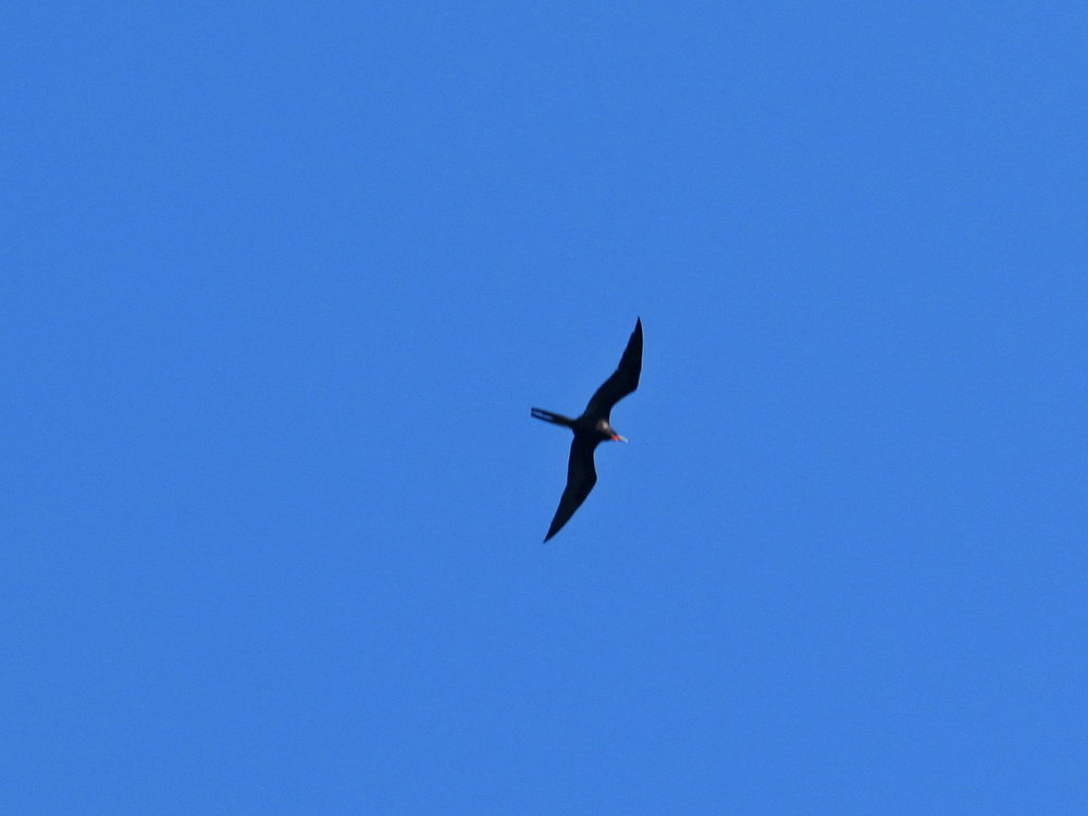 Magnificent Frigatebird 2.JPG