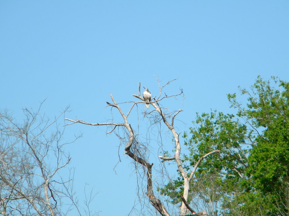 1505376366_TriptoFlorida2019085.thumb.JPG.c3e6efd976f738683a0edd345bce1cf8.JPG