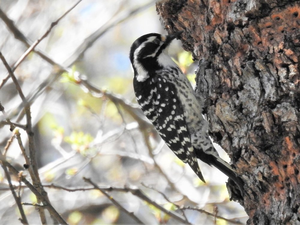 Nuttall's Woodpecker female1.jpg